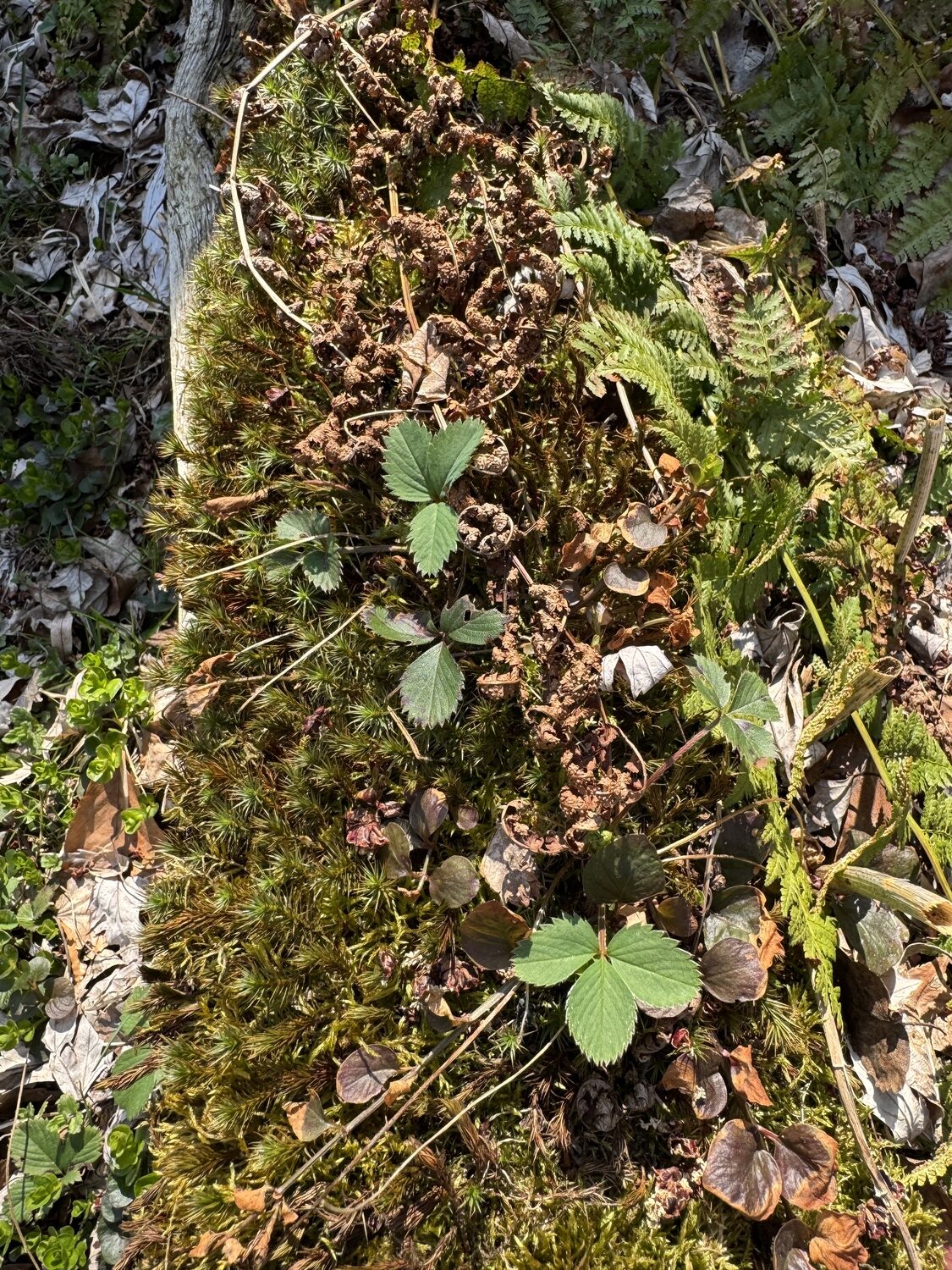 In what seems to be a perfect synergy, wild strawberries grow among the mosses and ferns on an old utility pole used to edge a garden. ANDREW MESSINGER