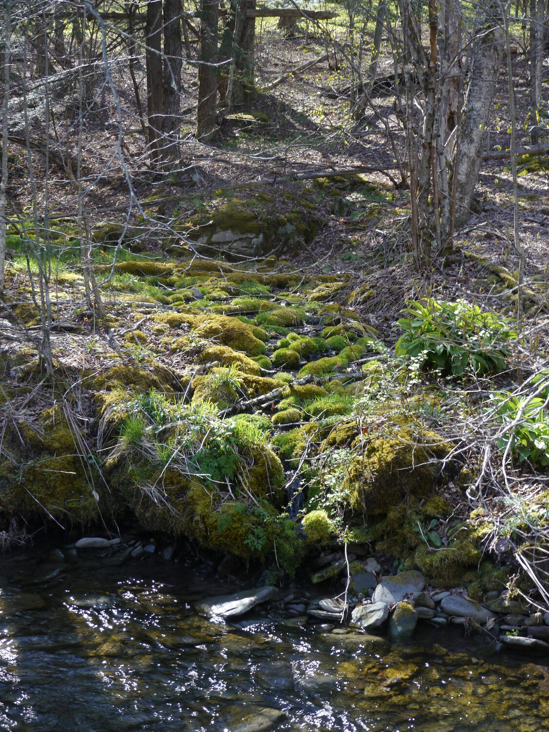 At a hillside, seep moss covers the rocks hiding a late-winter seep carrying water from the hillside down to the stream nearby. ANDREW MESSINGER