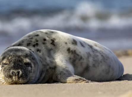 Exploring Long Island’s Underwater World