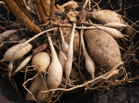 Garden Talk & Demo: Dividing & Prepping Your Dahlia Tubers