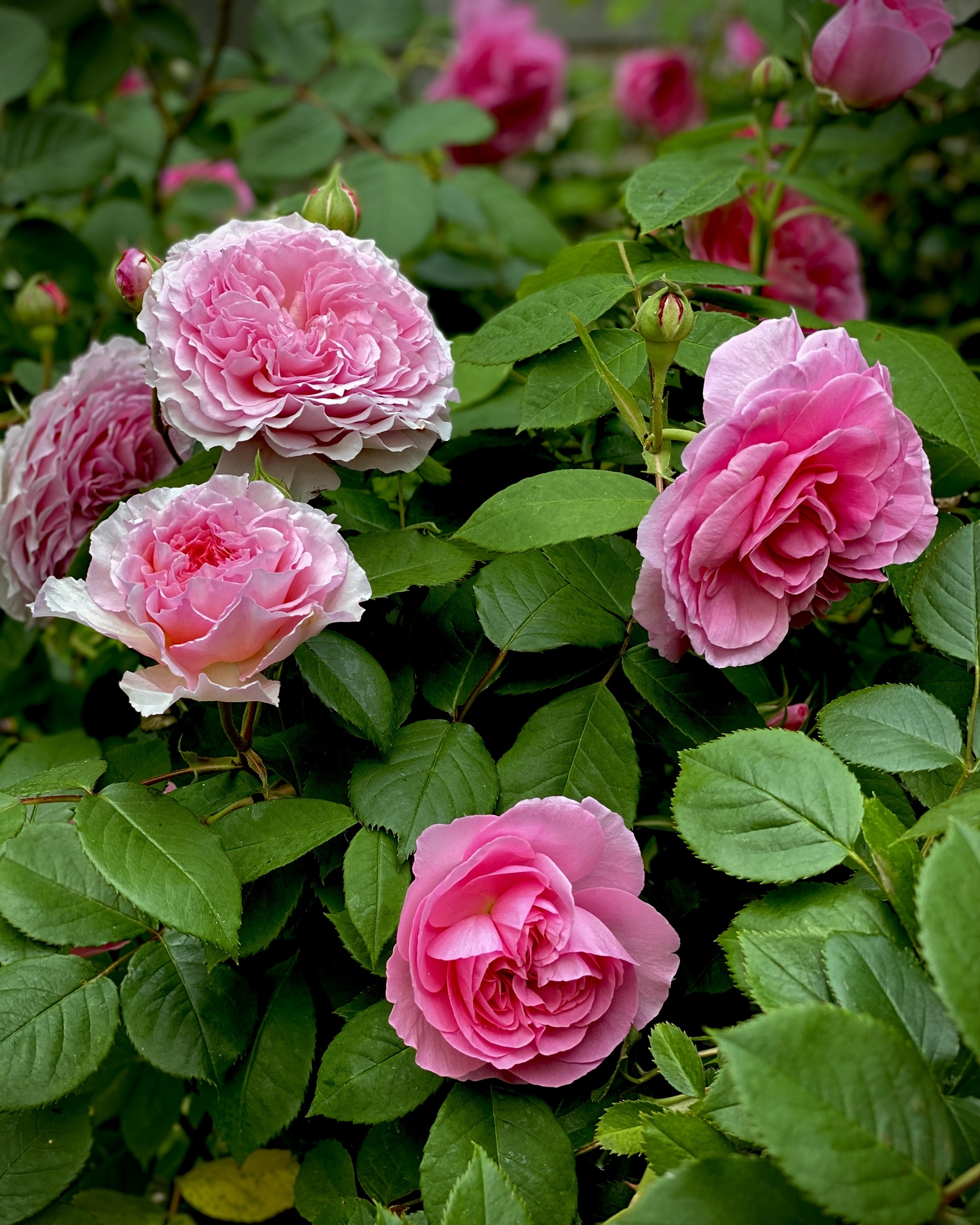 An Ode to Roses