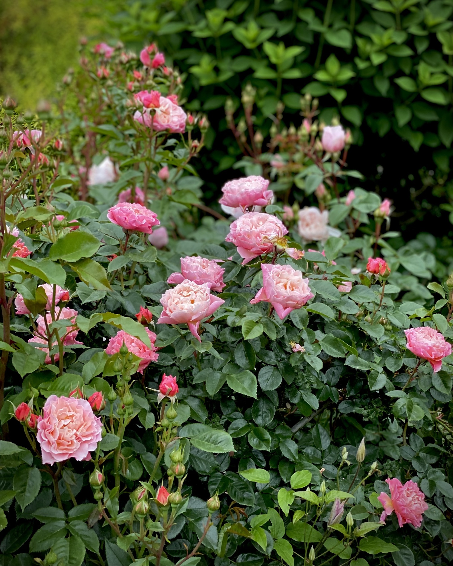 An Ode to Roses