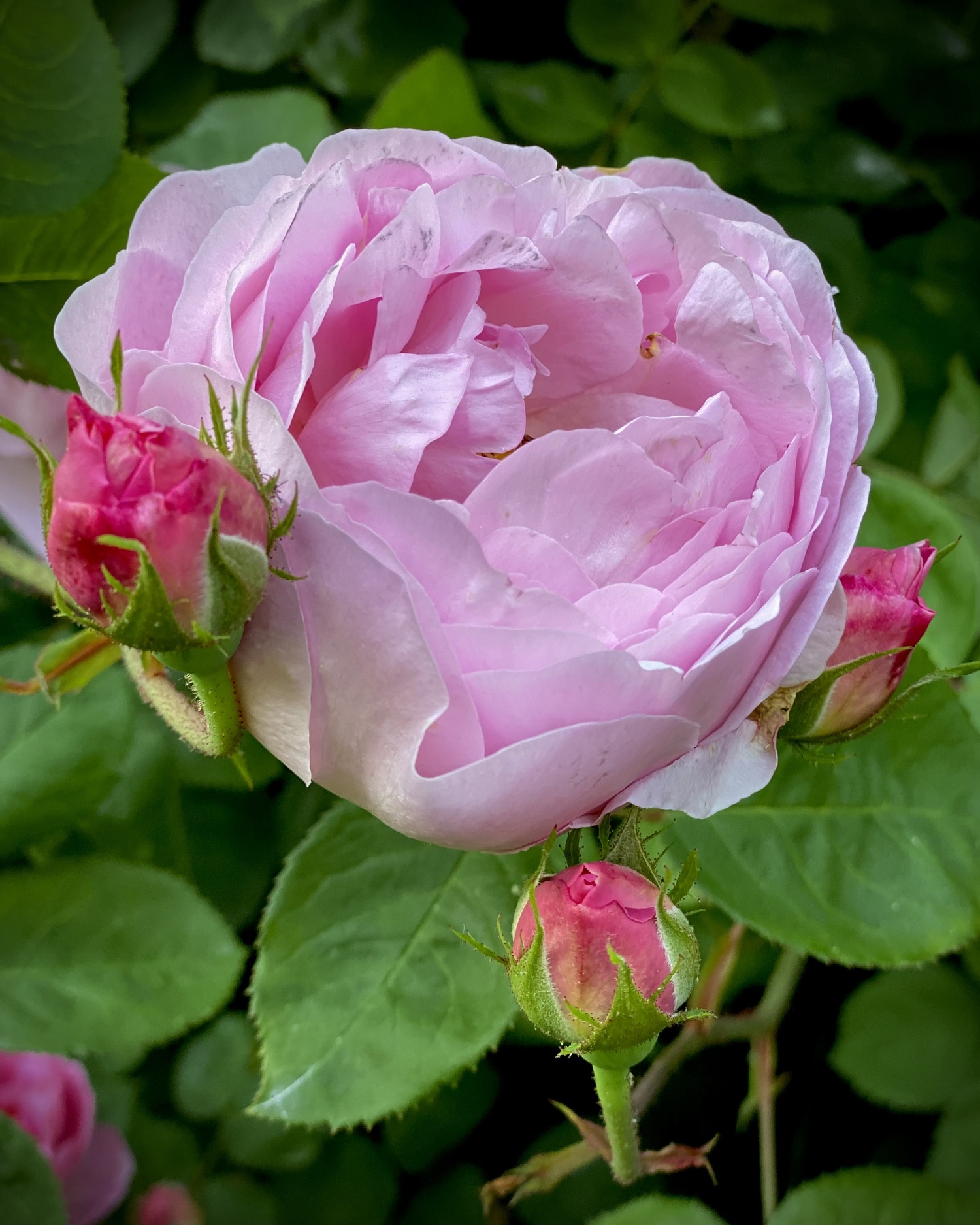 An Ode to Roses