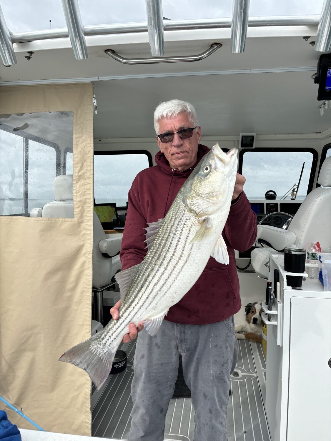 Some decent stripers, like this one caught by Bill Pell, are starting to be caught on local bays and beaches.