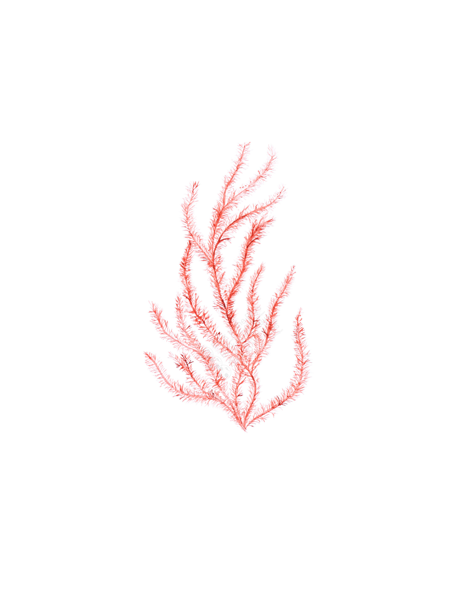 Chenille Weed   CAROLYN MUNACO