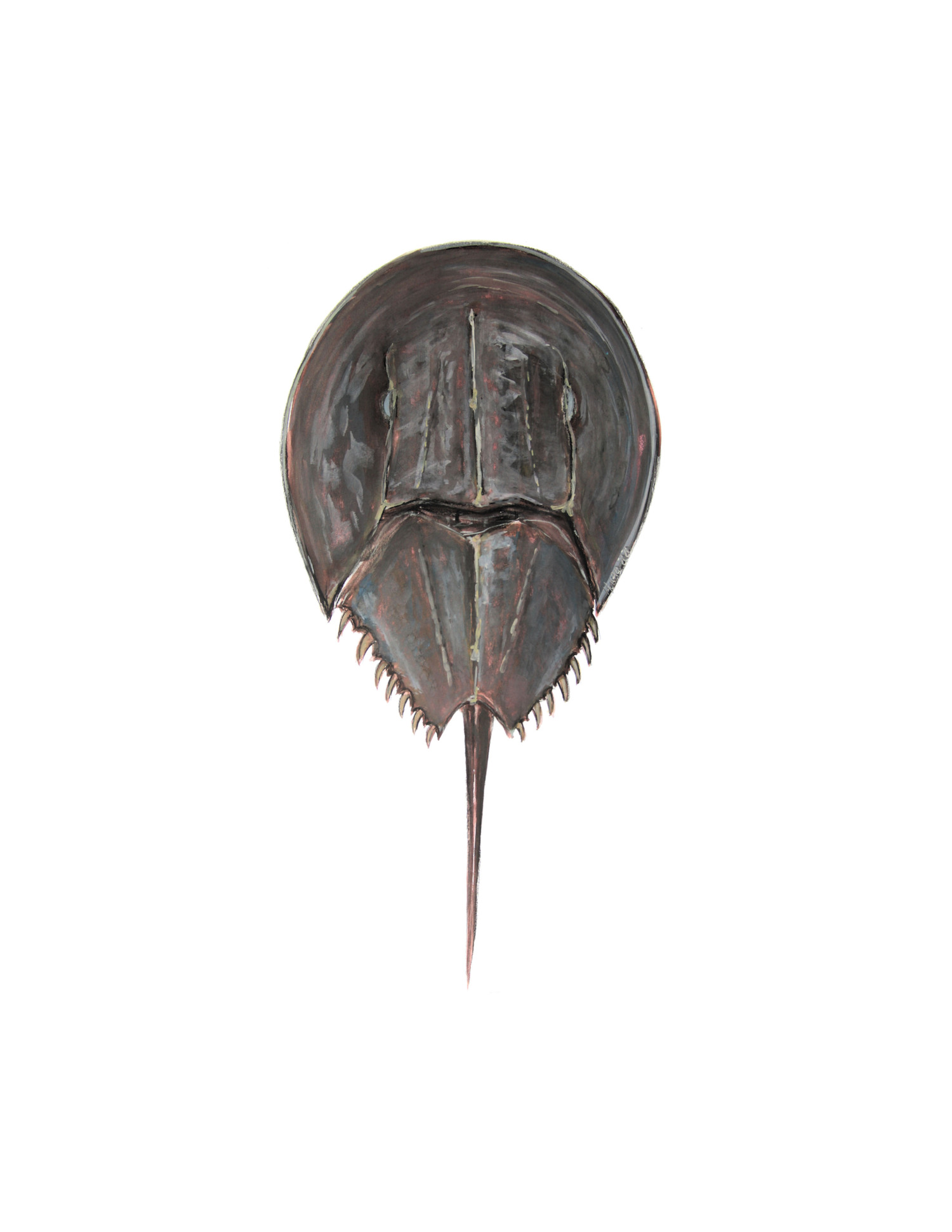 Atlantic Horseshoe Crab     CAROLYN MUNACO