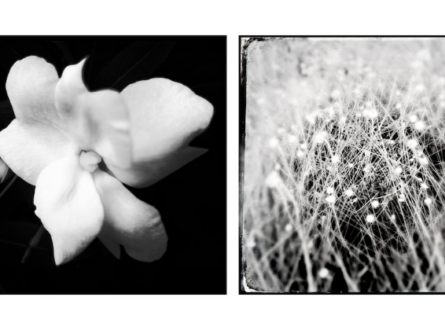 FINE ART PHOTOGRAPHER ADRIANE STARK AT ASHAWAGH HALL’S THE VISUAL SPACE