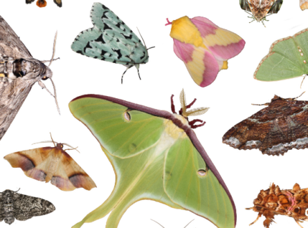 Nightlife:  Magnificent Moths