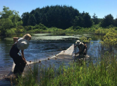 Salamander Seining and Some Frogs too, With Andy Sabin