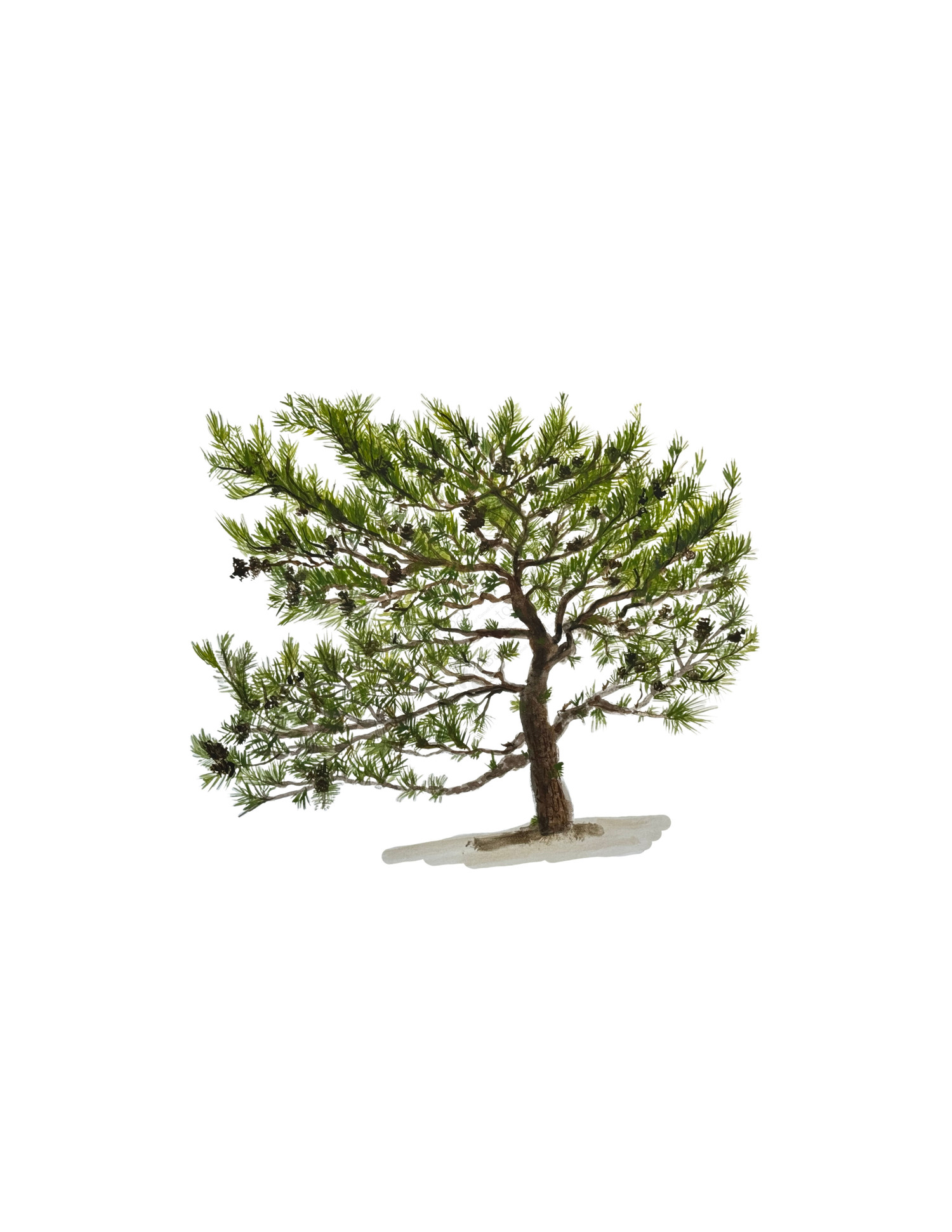 Pitch Pine   CAROLYN MUNACO