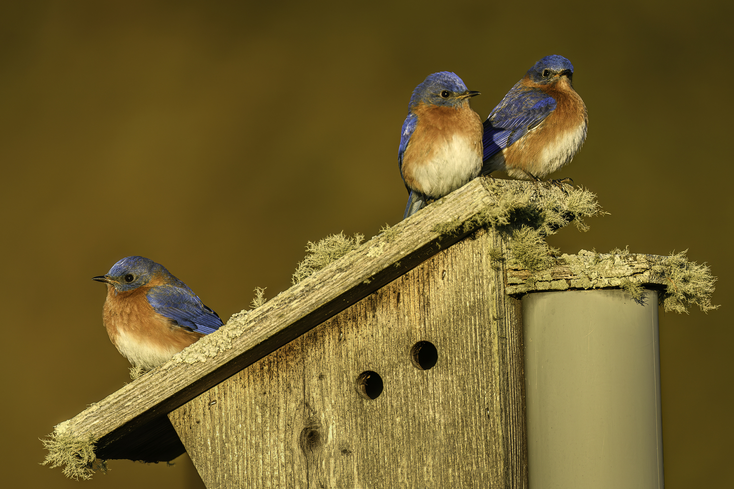 Three bluebirds perched on a bird house.   MARIANNE BARNETT