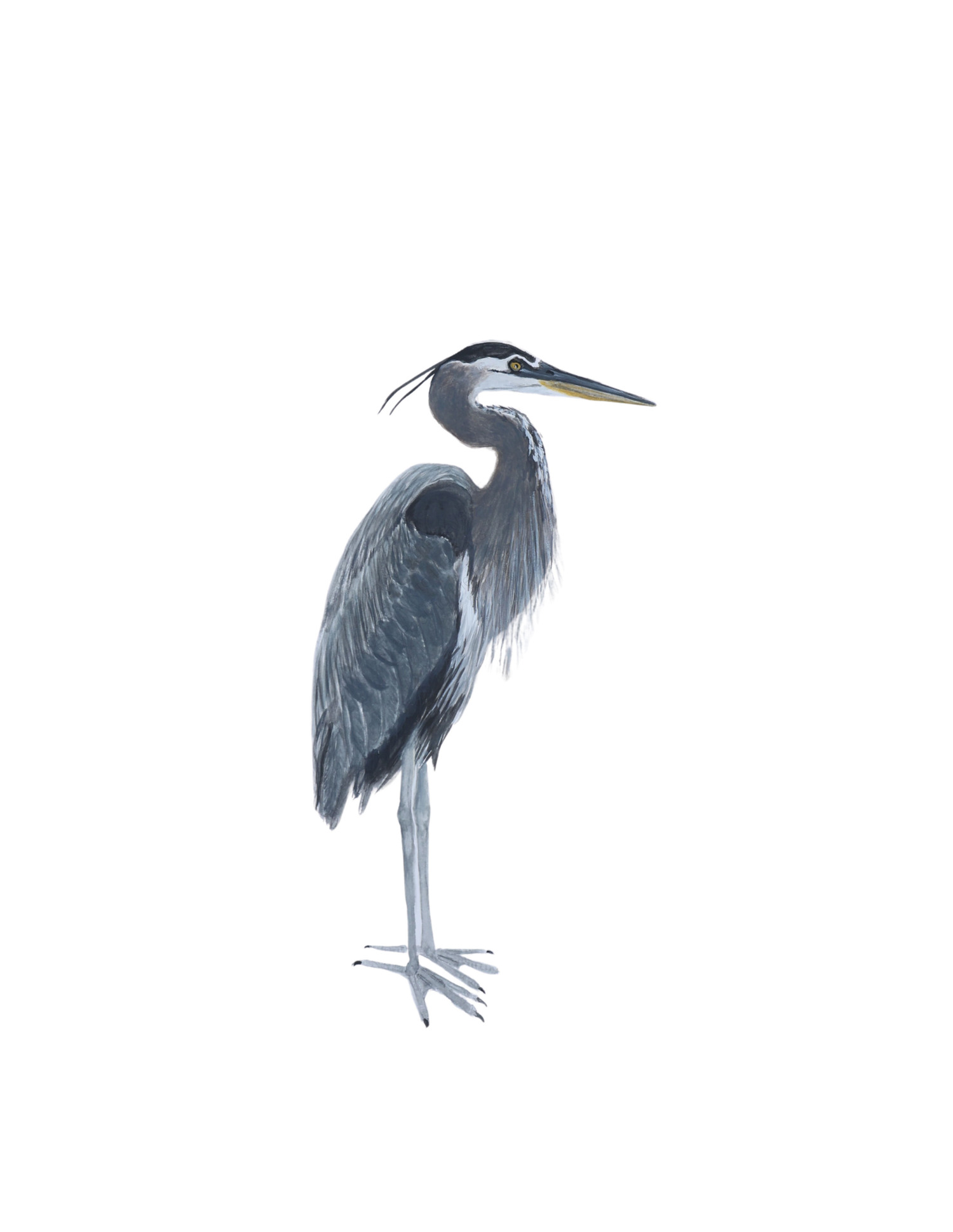 Great Blue Heron   CAROLYN MUNACO