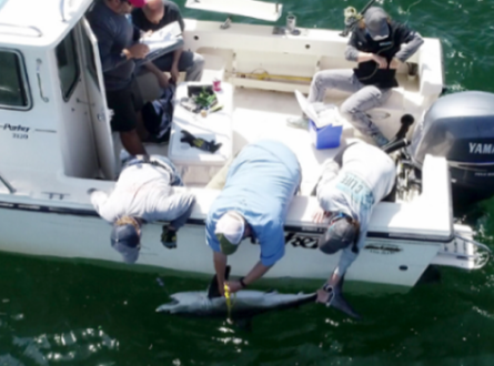 East End Environment Series: Tracking Sharks in New York Waters
