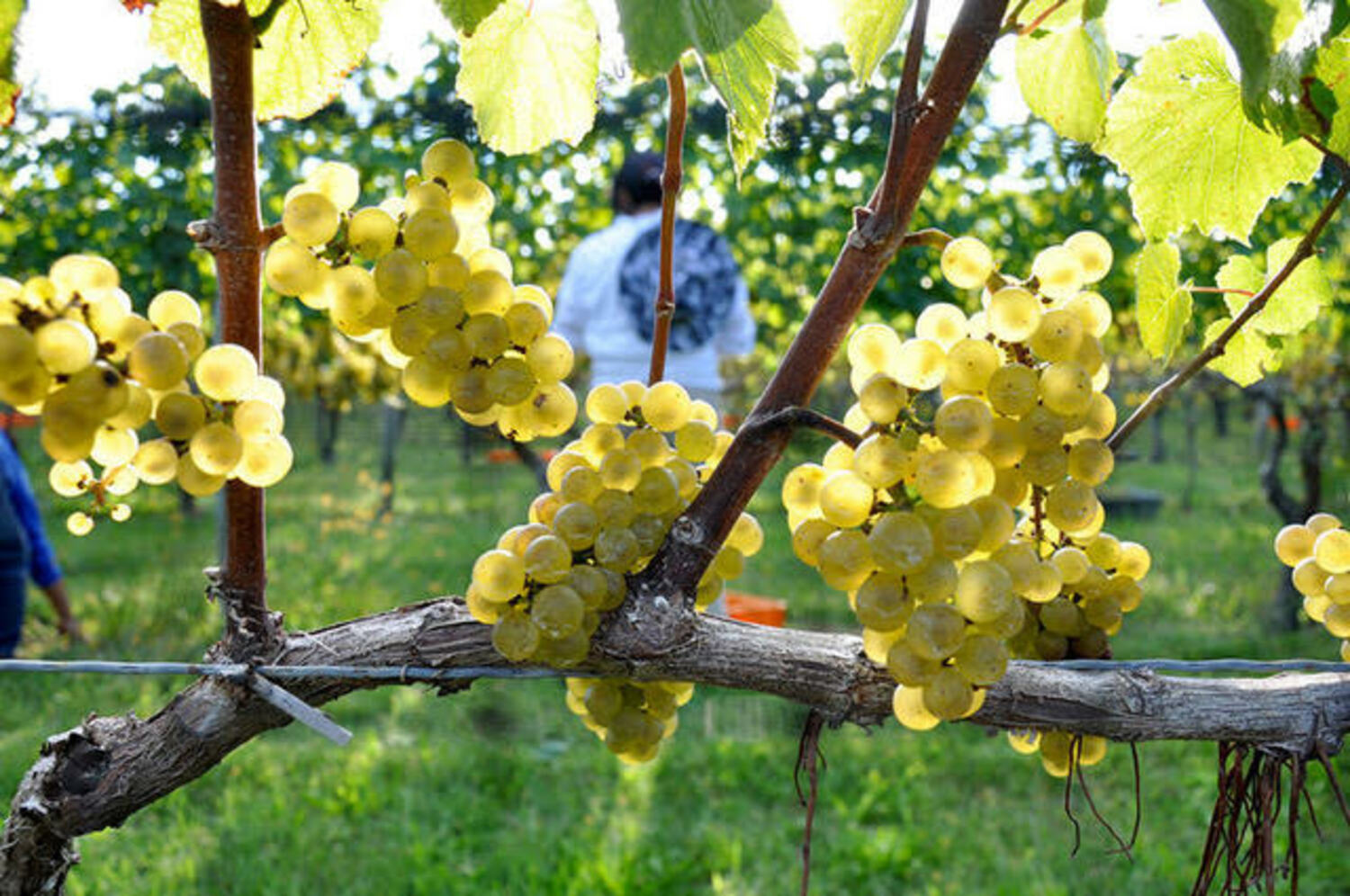 East End wineries rely on accurate seasonal weather modeling to determine when to plant, what to plant and even what type of insurance to buy. CHANNING DAUGHTERS WINERY