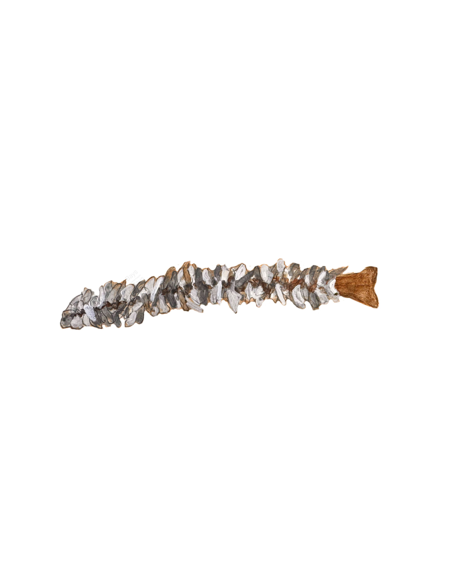 Decorator Worm  CAROLYN MUNACO