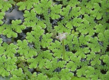 Saving the World with the Humble Water Fern