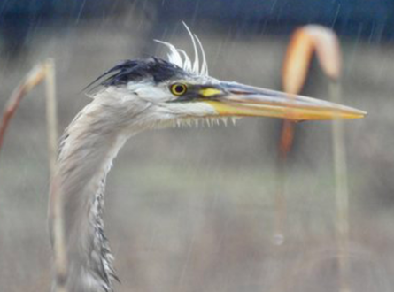 Joint Bird Walk with North Fork Audubon Society