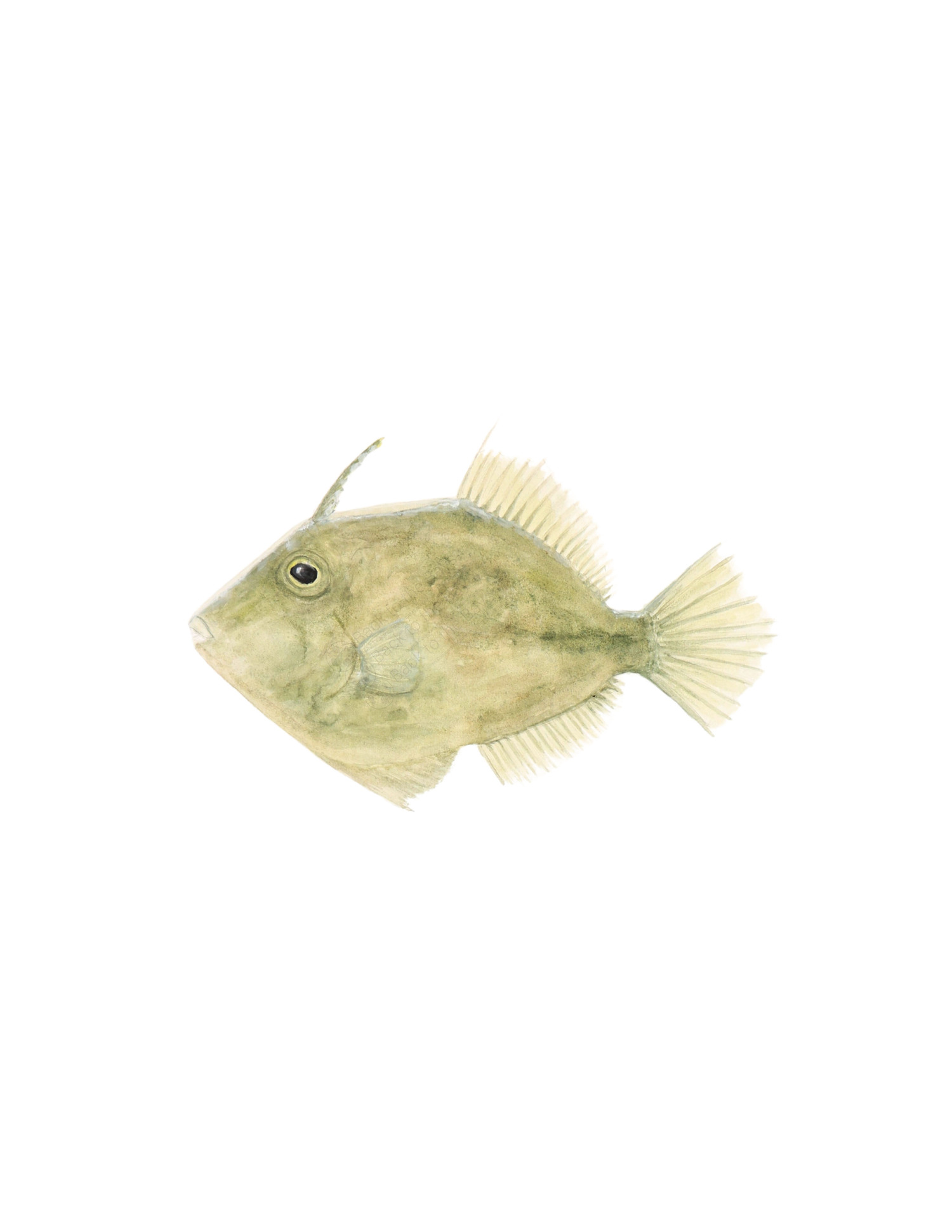 Planehead Filefish   CAROLYN MUNACO