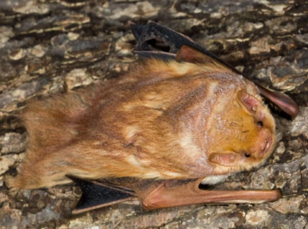 Bats on the Beach, Bay, & Beyond