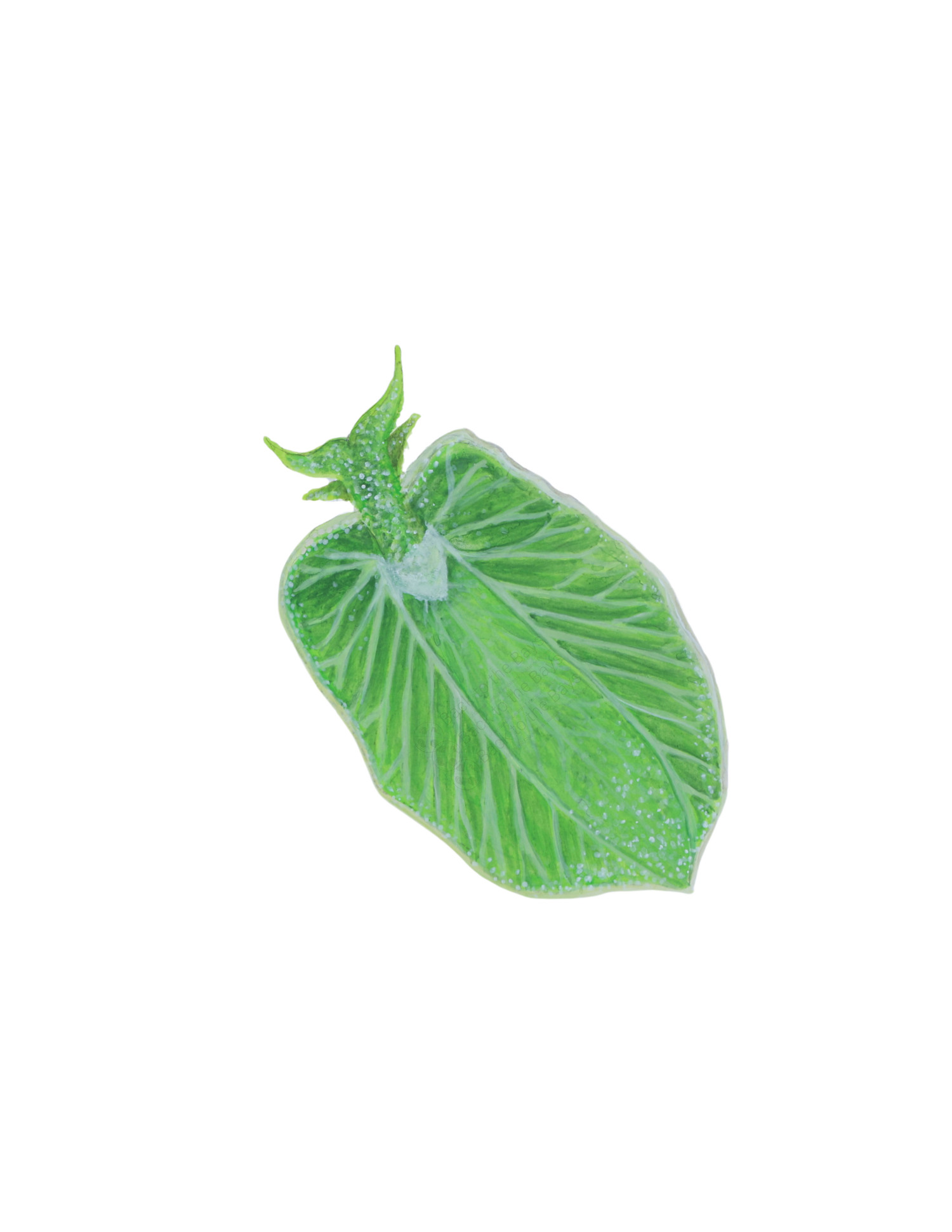 Easter Emerald Elysia  CAROLYN MUNACO