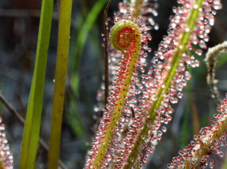 Carnivorous Plants of Long Island with Matt Kaelin