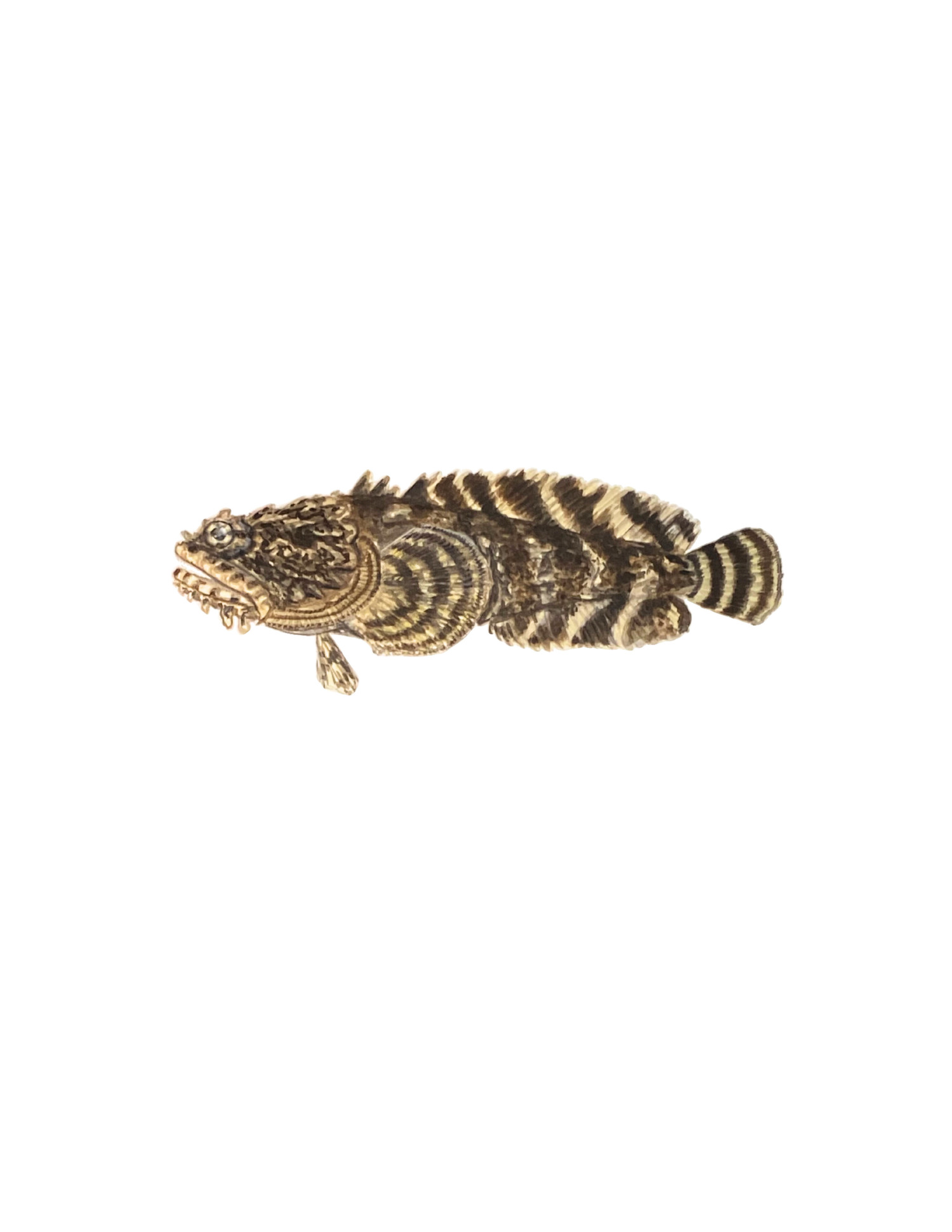 Oyster Toadfish   CAROLYN MUNACO