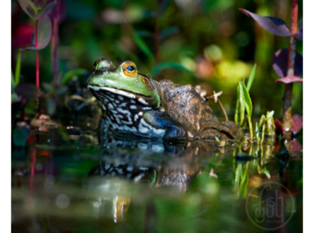 Beginner’s Nature Photography Workshop with Fish Guy Photos Chris Paparo