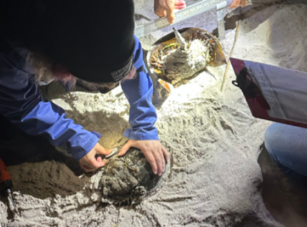 Horseshoe Crab Tagging with Cornell Cooperative Extension (CCE)