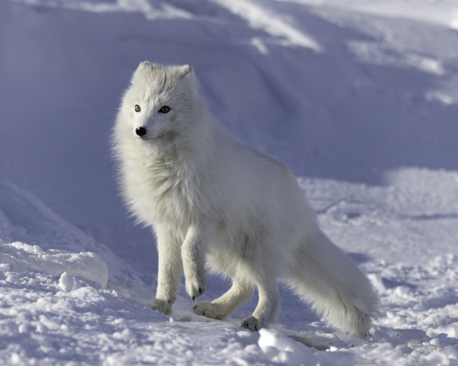 An arctic fox. MARIANNE BARNETT