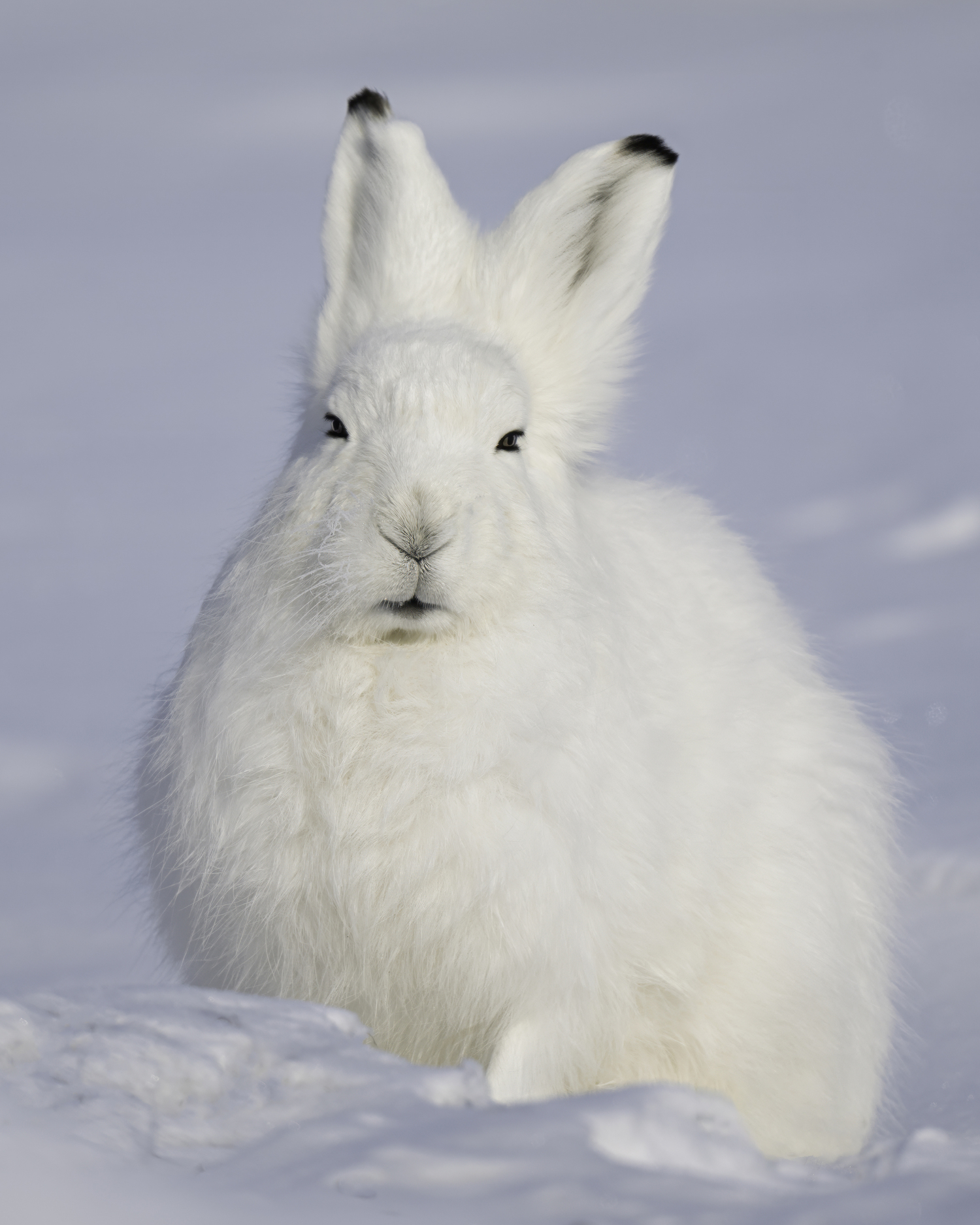 An arctic hare. MARIANNE BARNETT