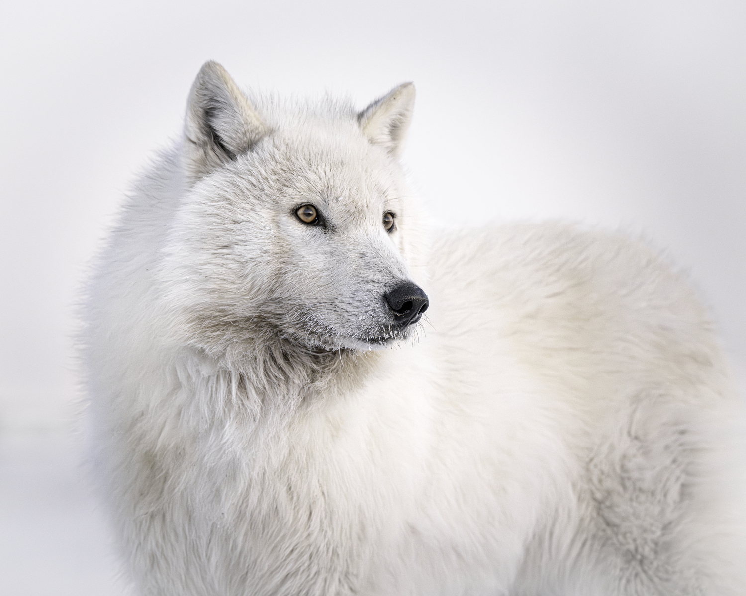 An arctic wolf. MARIANNE BARNETT