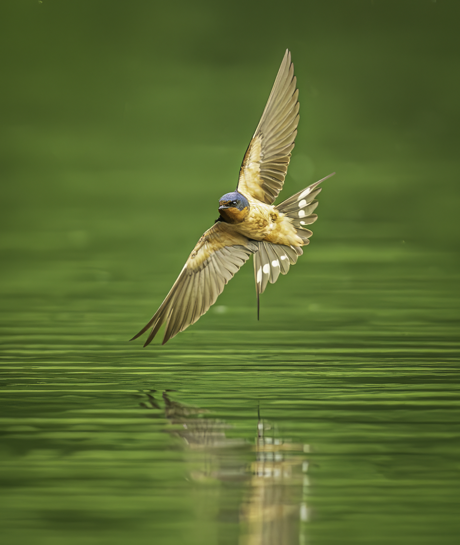 A barn swallow at Trout Pond.   MARIANNE BARNETT