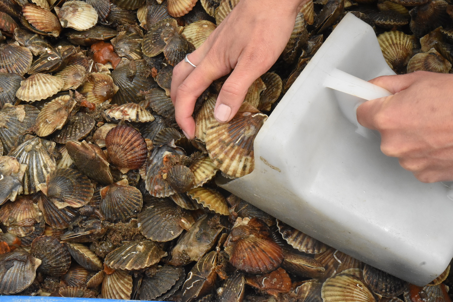 Scallops were scooped up for seeding. STEPHEN J. KOTZ
