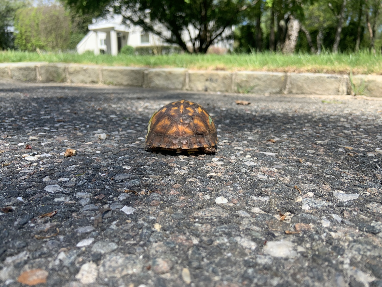 Even a relatively low curb can be an impassable obstacle for an Eastern box turtle. STEPHEN J. KOTZ