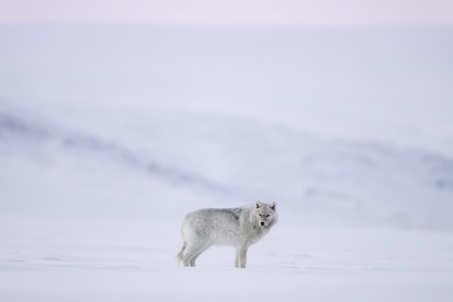 A wolf. MARIANNE BARNETT