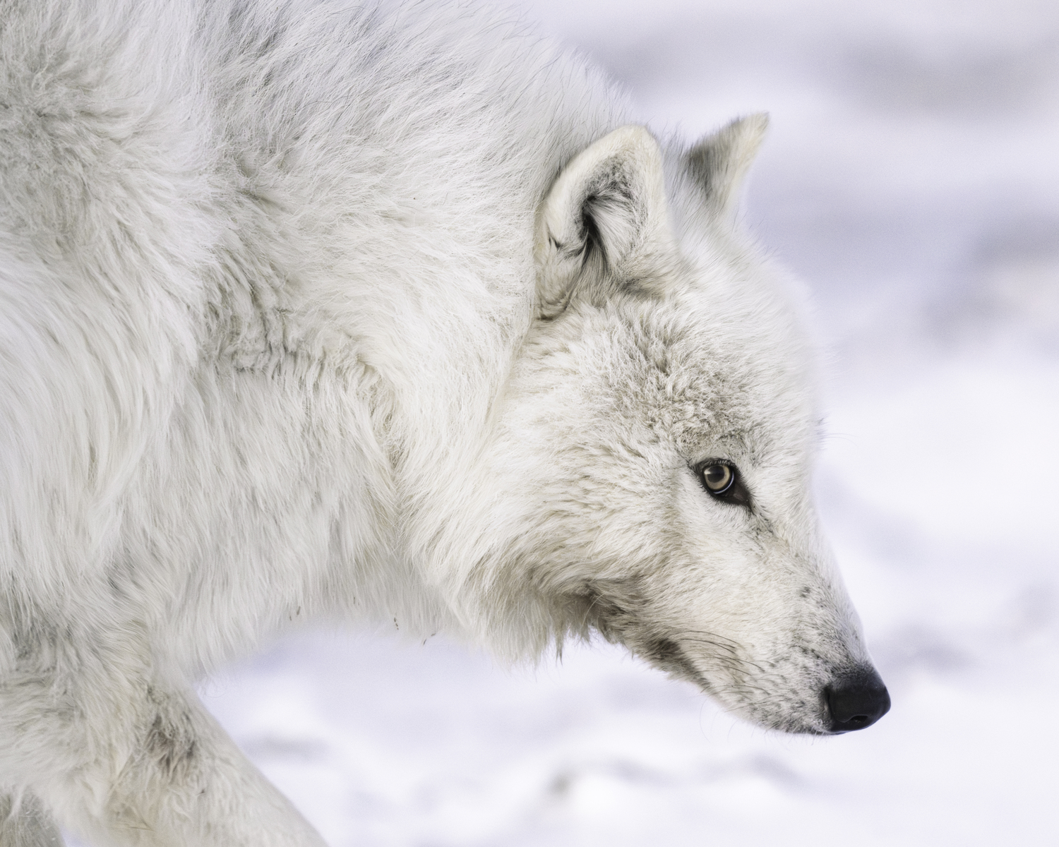 A wolf. MARIANNE BARNETT
