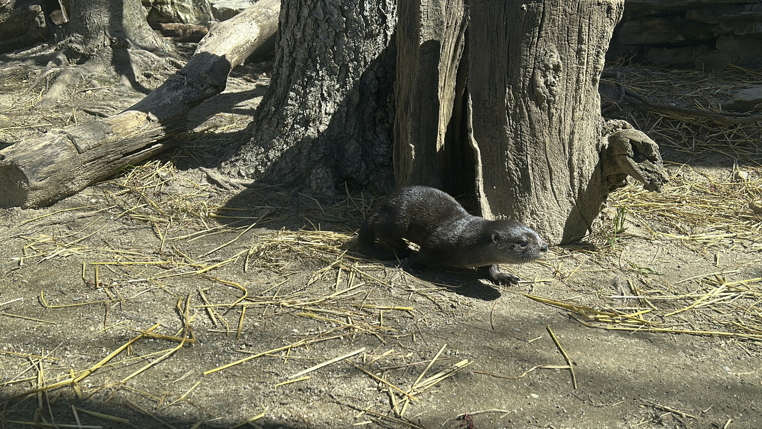 An otter pup. COURTESY LONG ISLAND AQUARIUM