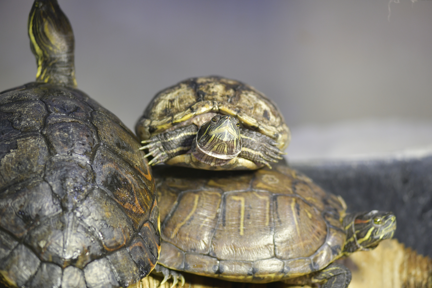 Turtles at the Turtle Bay habitat. DANA SHAW