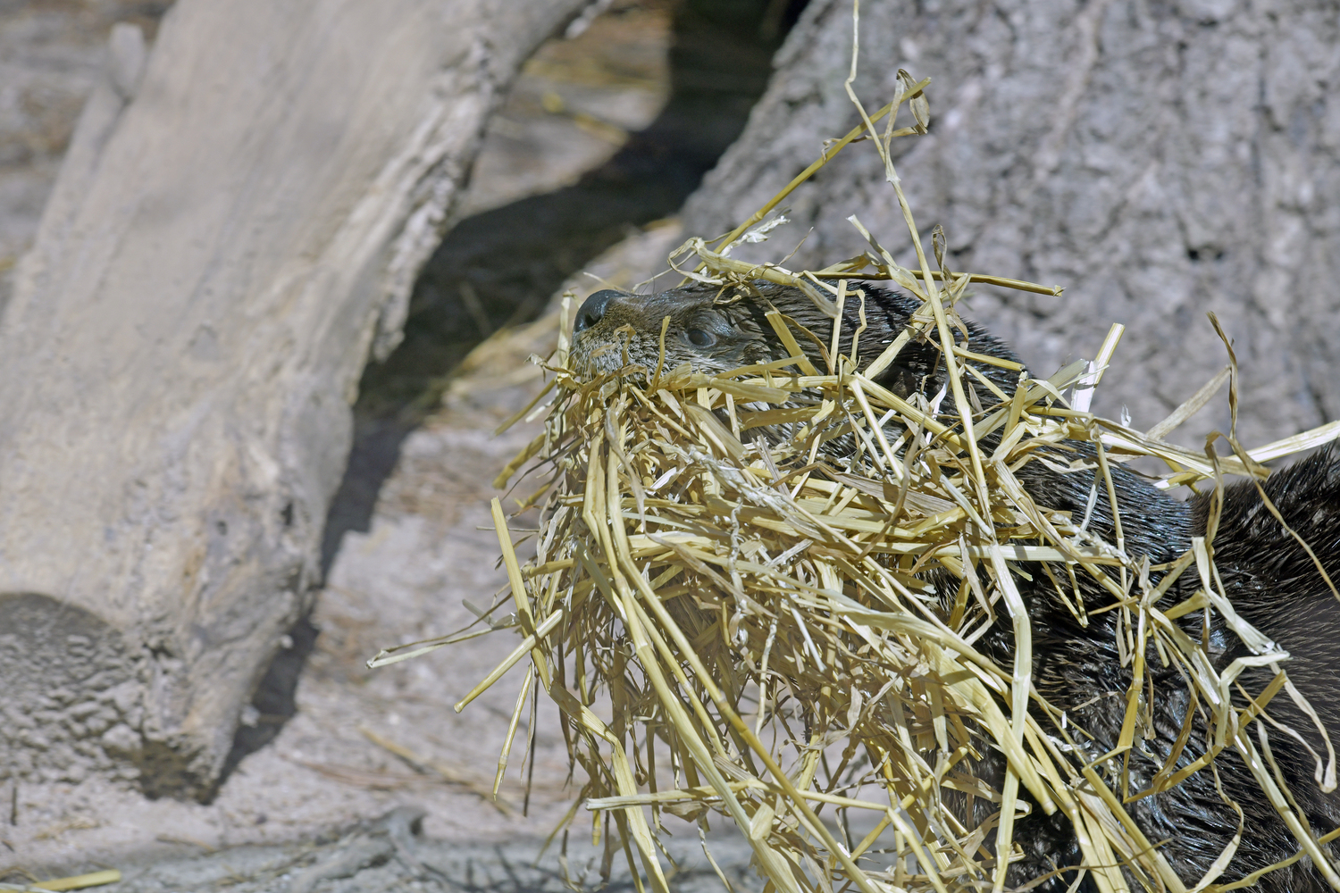 Otter mom, Flo gathers straw for her den to keep her pups warm.   DANA SHAW
