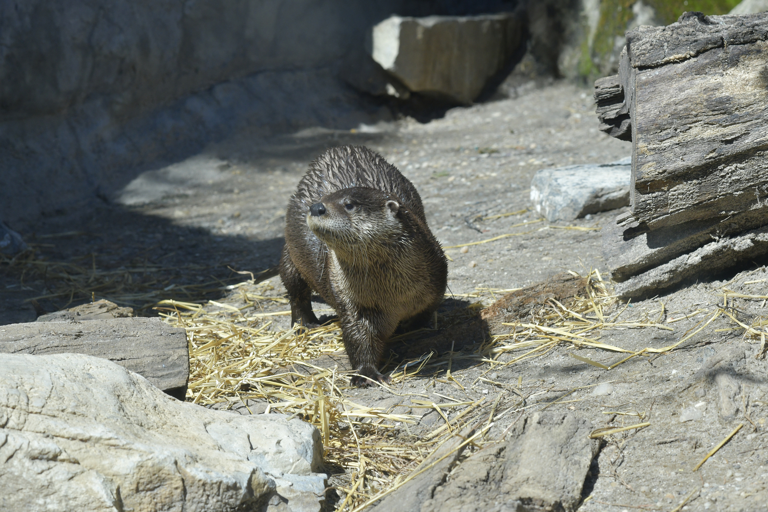 Otter mom, Flo. DANA SHAW