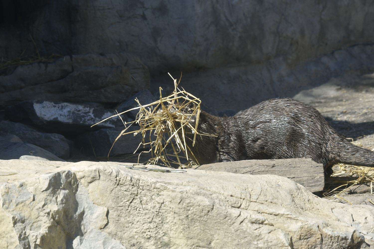 Otter mom, Flo gathers straw for her den to keep her pups warm.   DANA SHAW