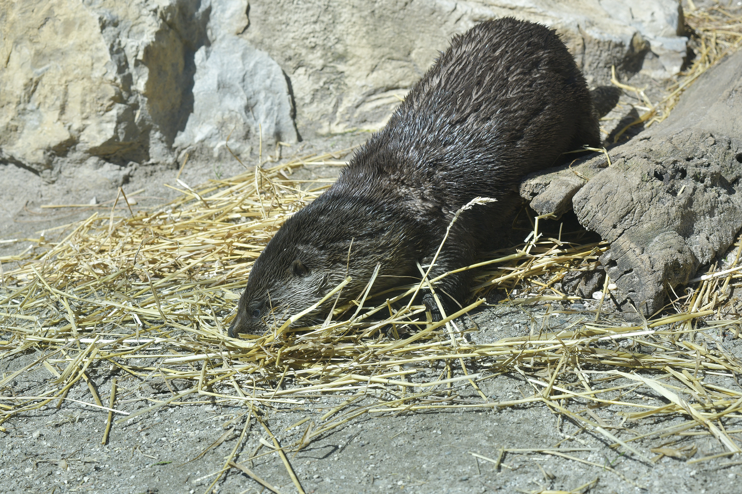 Otter mom, Flo gathers straw for her den to keep her pups warm.   DANA SHAW