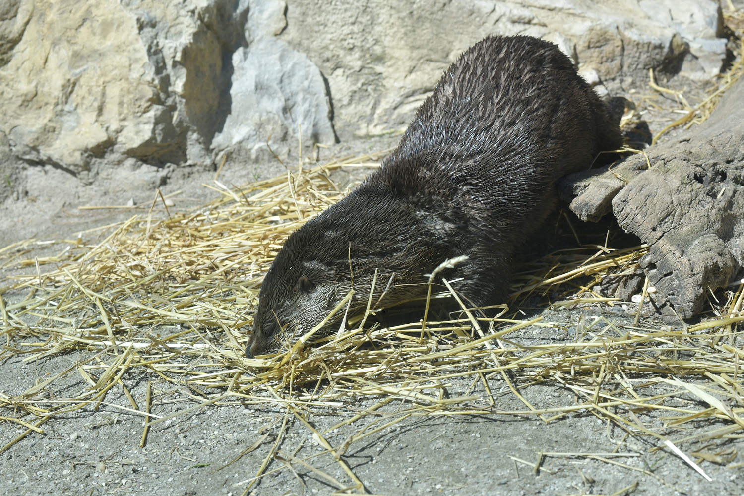 Otter mom, Flo gathers straw for her den to keep her pups warm.   DANA SHAW