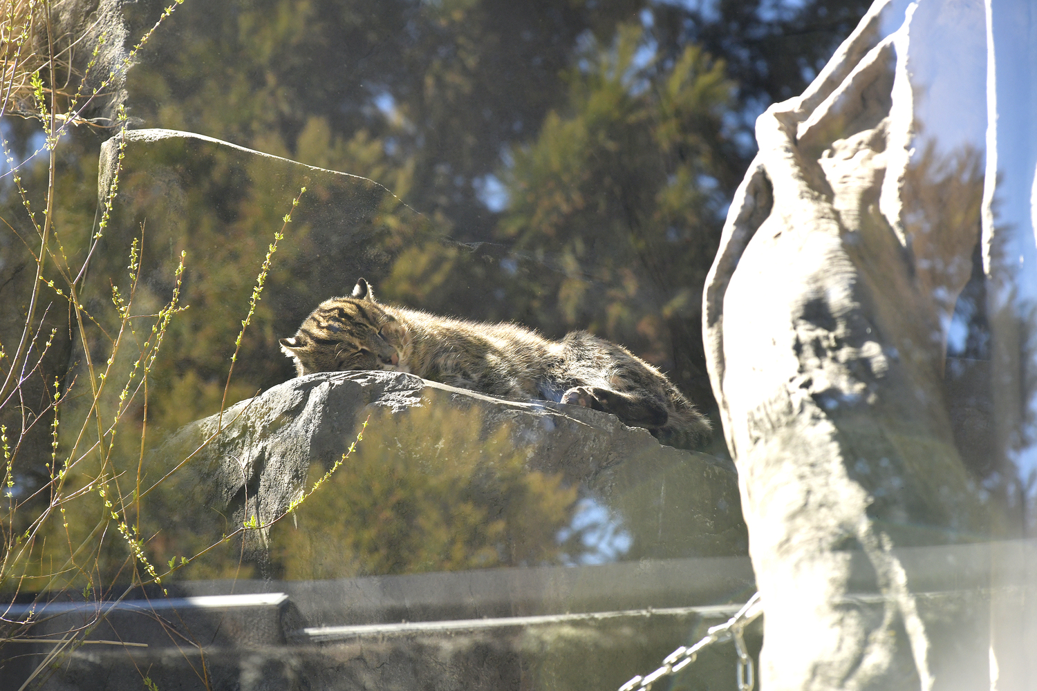 The Fishing Cat is a highly skilled hunter  known for its unique ability to fish. The cat will tap shallow water to mimic insects that lure fish to the surface that it can scoop up, or diving and swimming after prey, using keen eyesight and sharp claws to catch the meal. They also eat frogs, crustaceans, birds and small mammals.    DANA SHAW