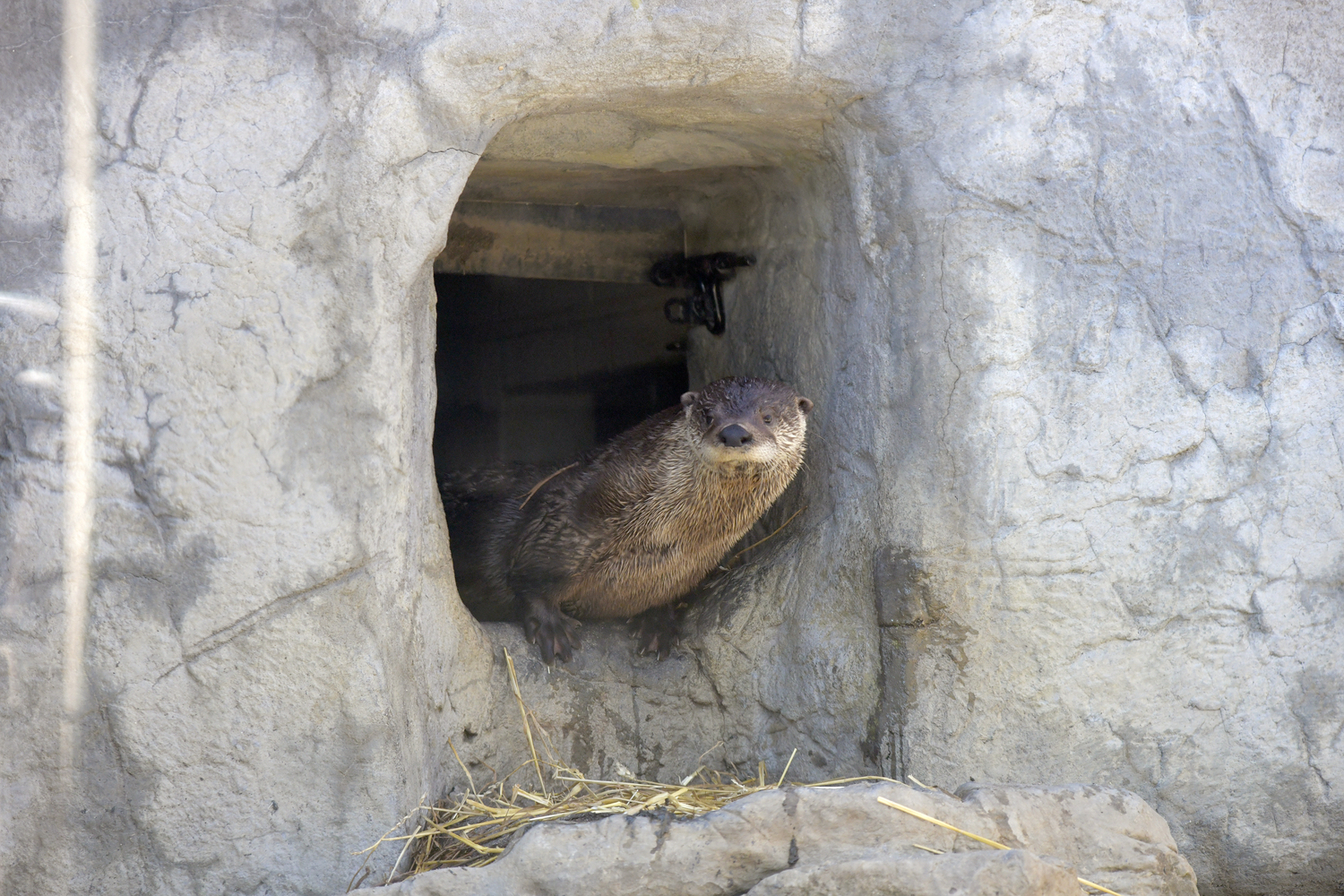 Otter mom, Flo. DANA SHAW
