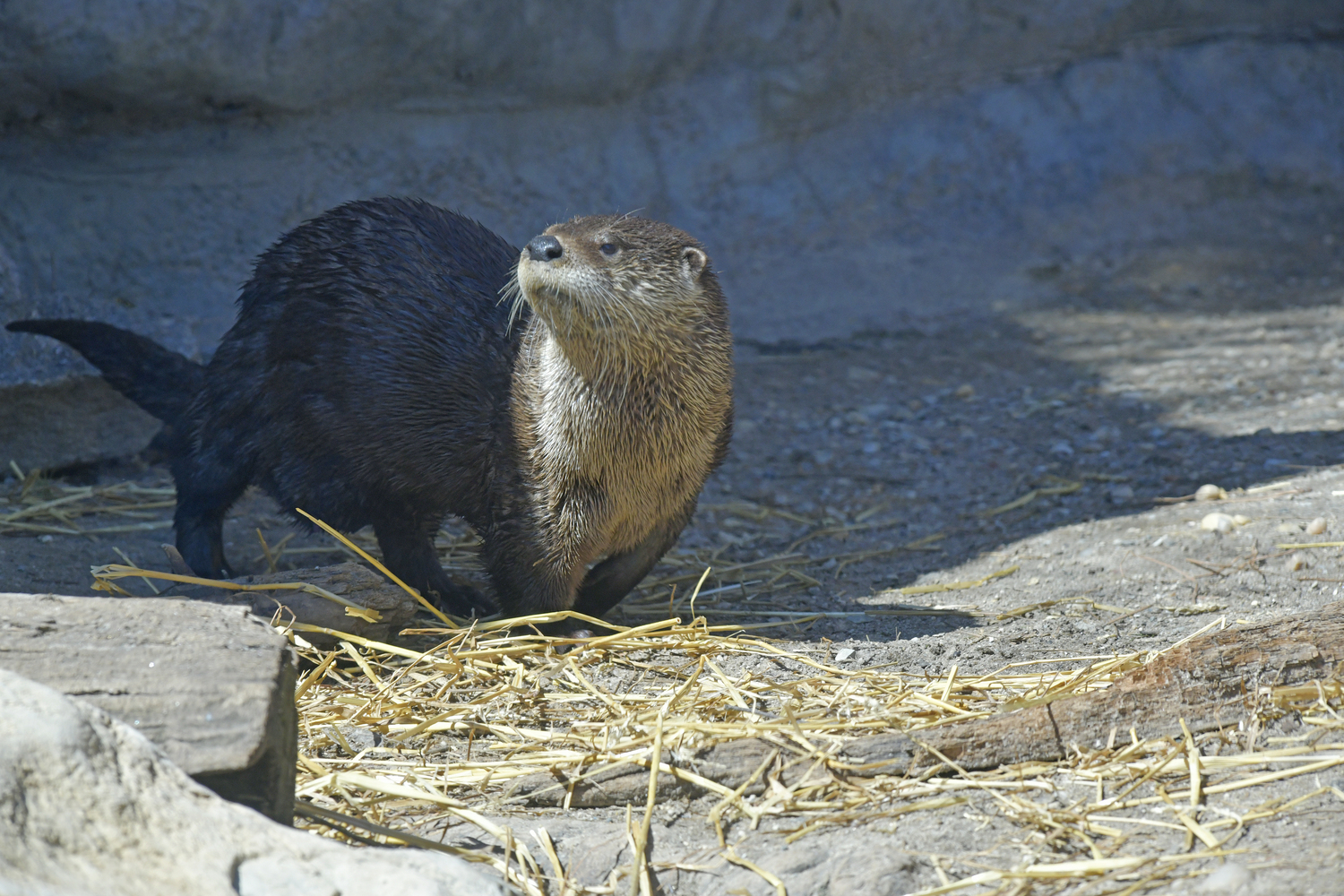 Otter mom, Flo. DANA SHAW