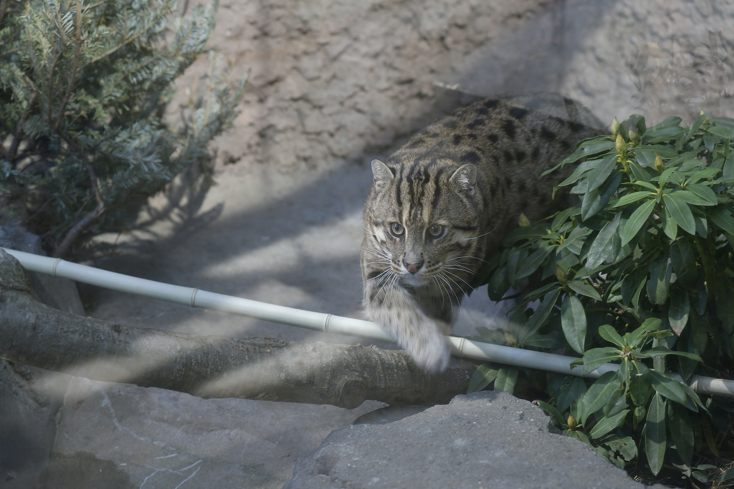 The Fishing Cat is a highly skilled hunter  known for its unique ability to fish. The cat will tap shallow water to mimic insects that lure fish to the surface that it can scoop up, or diving and swimming after prey, using keen eyesight and sharp claws to catch the meal. They also eat frogs, crustaceans, birds and small mammals.    DANA SHAW