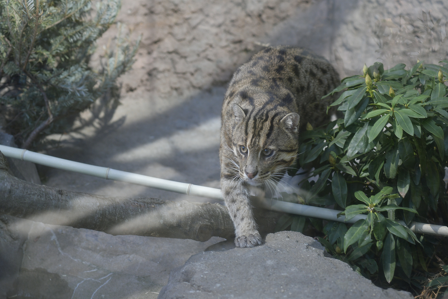 The Fishing Cat is a highly skilled hunter  known for its unique ability to fish. The cat will tap shallow water to mimic insects that lure fish to the surface that it can scoop up, or diving and swimming after prey, using keen eyesight and sharp claws to catch the meal. They also eat frogs, crustaceans, birds and small mammals.    DANA SHAW