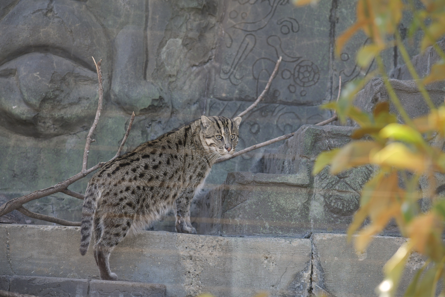 The Fishing Cat is a highly skilled hunter  known for its unique ability to fish. The cat will tap shallow water to mimic insects that lure fish to the surface that it can scoop up, or diving and swimming after prey, using keen eyesight and sharp claws to catch the meal. They also eat frogs, crustaceans, birds and small mammals.    DANA SHAW