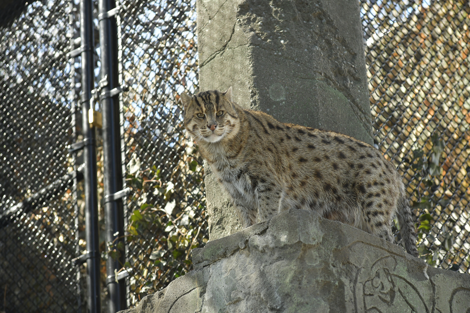 The Fishing Cat is a highly skilled hunter  known for its unique ability to fish. The cat will tap shallow water to mimic insects that lure fish to the surface that it can scoop up, or diving and swimming after prey, using keen eyesight and sharp claws to catch the meal. They also eat frogs, crustaceans, birds and small mammals.    DANA SHAW